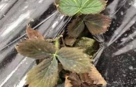 草莓青枯死苗的预防措施 草莓青枯死苗的预防措施有哪些