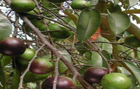 牛奶果怎么种（牛奶果怎么种植方法）