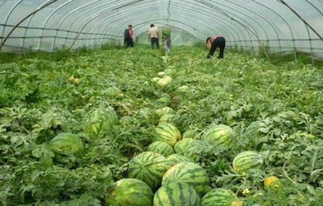 大棚西瓜种植技术 冬季大棚西瓜种植技术