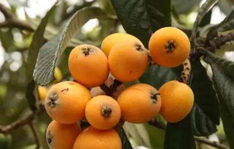 枇杷采摘后管理要点 枇杷采摘后的管理