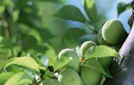 杏树花果期管理要点 杏树春季管理要点