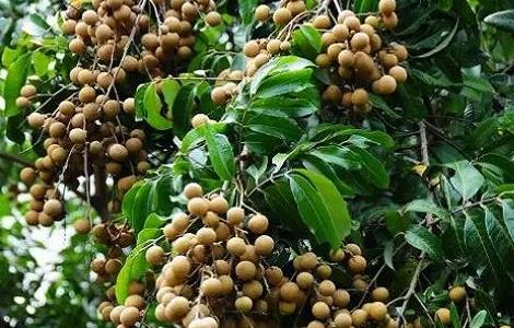 龙眼怎么种产量高 龙眼产量高吗