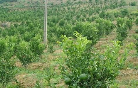 柑橘施肥注意事项（柑橘园施肥的原则）