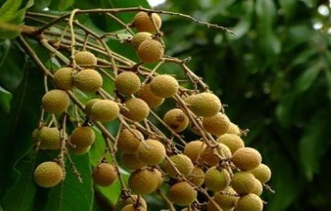龙眼不结果怎么办（龙眼不开花不结果是什么原因）