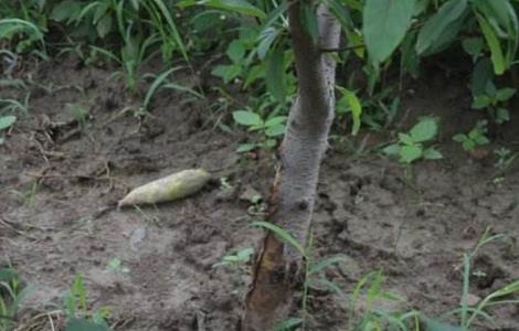 桃树黄化枯死原因（桃树树叶发黄枯萎）