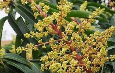 芒果过早开花的预防措施（芒果过早开花的预防措施是什么）