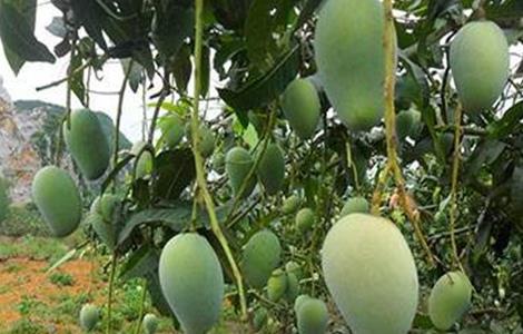 芒果低产的原因 芒果种植规模小的原因