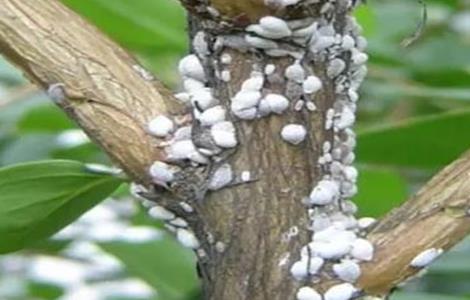 芒果蚧壳虫的防治方法 芒果蚧壳虫的防治方法视频