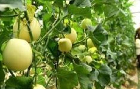 哈密瓜的施肥技术 哈密瓜的施肥技术与管理