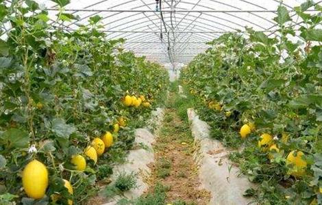 哈密瓜的施肥技术