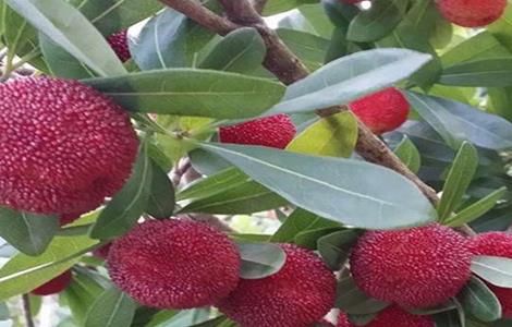 杨梅的繁殖方法（杨梅的繁殖方法和过程）