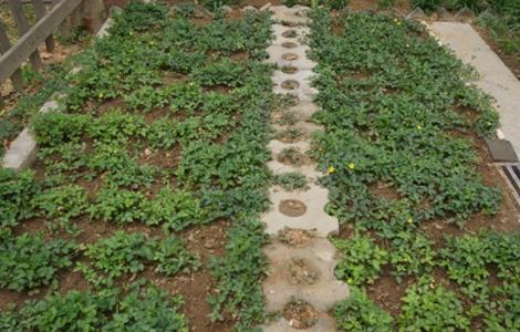 草莓种植的注意事项 草莓种植的注意事项有哪些