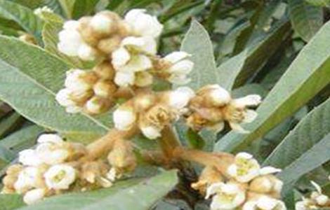 枇杷疏花疏果技术 枇杷疏花疏果技术培训