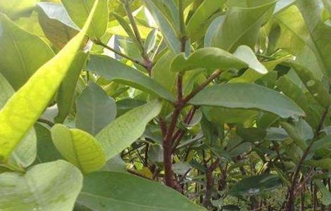 莲雾扦插育苗技术（莲雾的扦插技术）