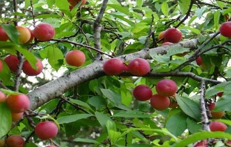 怎样提高李子坐果率（怎样提高李子坐果率视频）