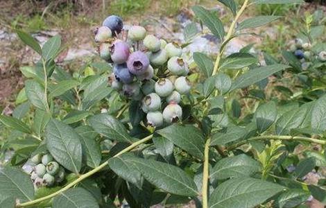 蓝莓的田间管理技术 蓝莓大田田间栽培技术