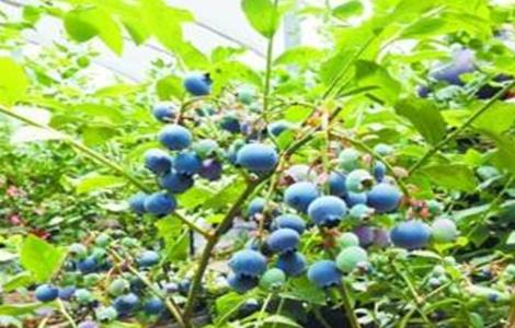 蓝莓的田间管理技术