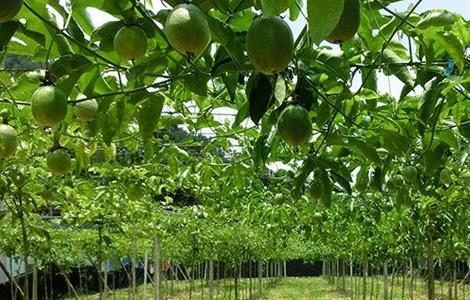 百香果如何施肥(百香果如何施肥?)