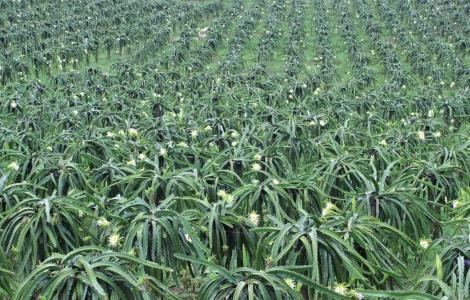 火龙果怎么修剪 火龙果怎么修剪才结果 百度网盘