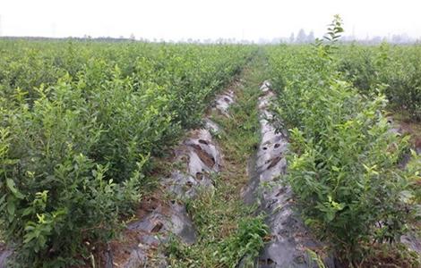 蓝莓修剪技术(蓝莓修剪技术PPT)