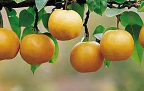 南果梨的施肥方法 南果梨的施肥方法视频