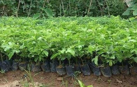 百香果移栽技术要点（百香果移栽技术要点和方法）