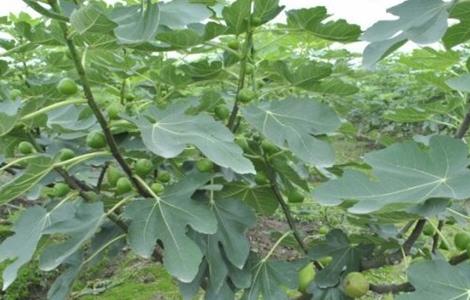 无花果如何施肥 无花果如何施肥?