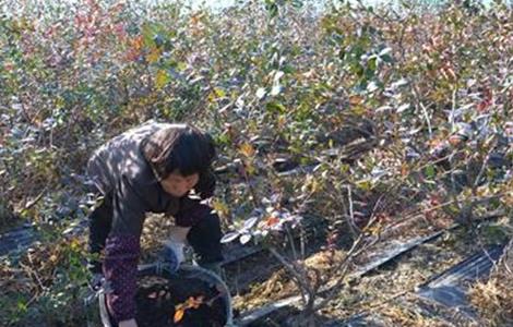 蓝莓施肥技术（蓝莓施肥技术与管理）