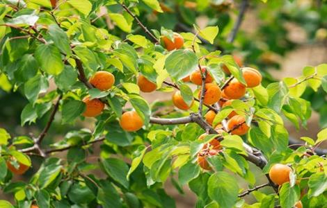 杏树修剪时间与方法 杏树修剪时间和方法