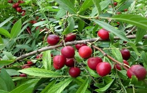 欧李的种植技术(欧李的种植技术是什么)