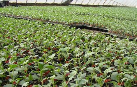 西瓜播种育苗技术（西瓜苗种植技术）