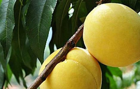 黄桃种植技术 黄桃种植技术与管理视频