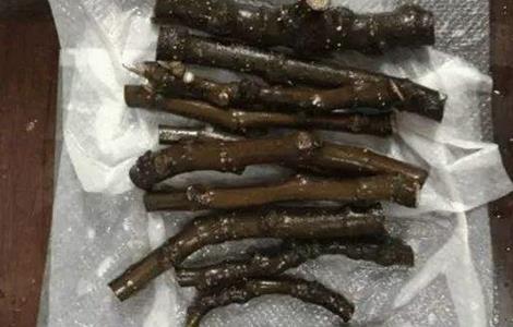 无花果扦插繁殖方法 无花果扦插繁殖方法图解