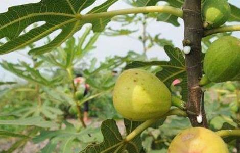 无花果田间管理技术 无花果田间管理技术要点