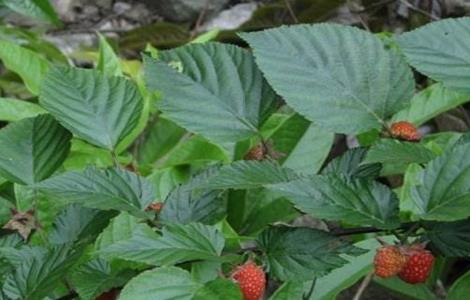 山莓的种植方法 山莓的种植方法视频