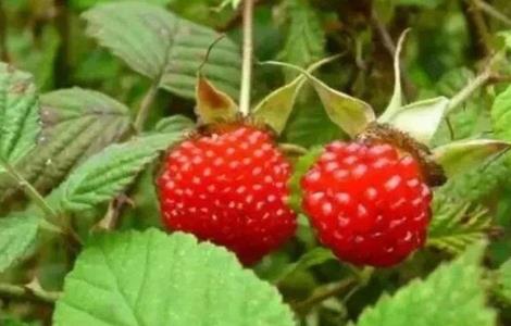 山莓的种植方法