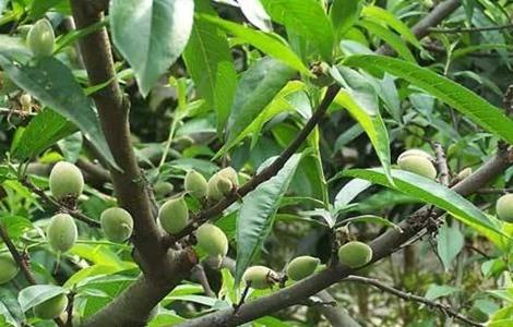 水蜜桃栽培技术 水蜜桃栽培技术措施探究