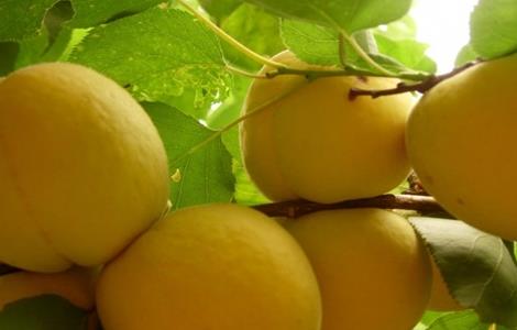 黄桃的施肥技术 黄桃的施肥技术和管理