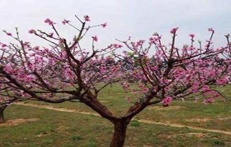 桃树疏花疏果技术 桃树疏花疏果技术要点