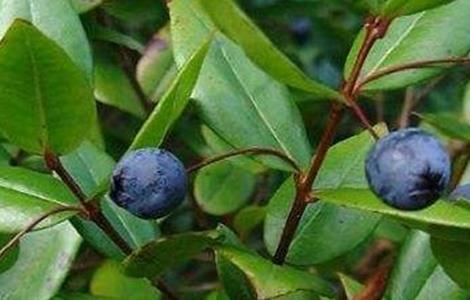 桃金娘的种植方法介绍（桃金娘的种植方法介绍图片）