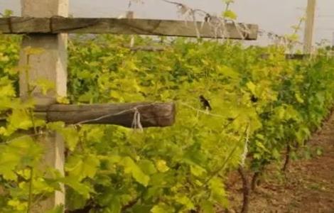 葡萄叶片发黄该怎么办（葡萄叶片发黄该怎么办呢）