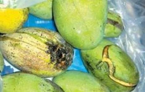 芒果裂果原因及防治措施 芒果裂果病如何预防