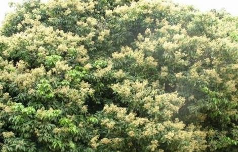 荔枝开花不结果怎么办（荔枝树开花不结果用什么方法解决）