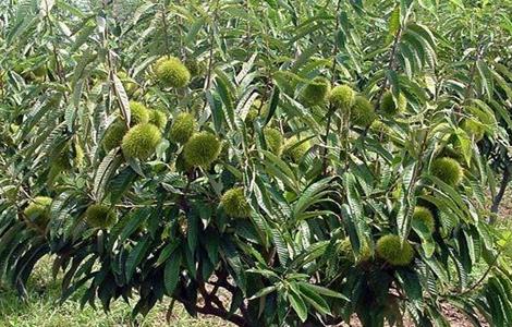 板栗种子育苗技术 板栗种子育苗技术培训