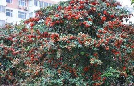 沙棘果种植技术(沙棘果种植方法)