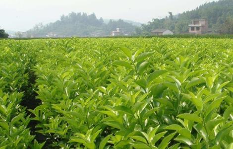 金桔种植方法 金桔种植方法和施肥时间