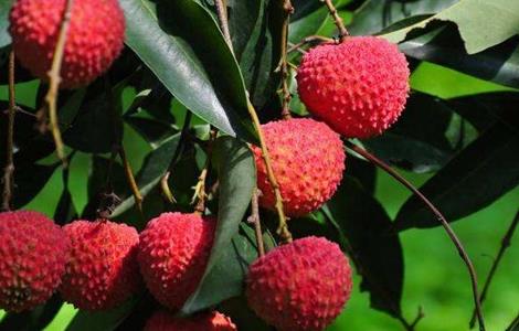 荔枝施肥时期以及方法 荔枝的施肥时间