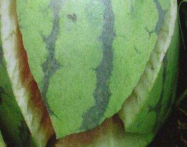 怎样防止西瓜裂果 西瓜如何防止裂果