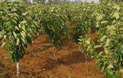 樱桃的施肥技术（樱桃的施肥技术视频）