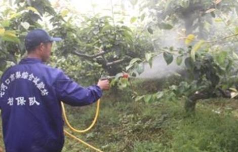 果树夏季喷药注意事项（果树夏季喷药注意事项视频）